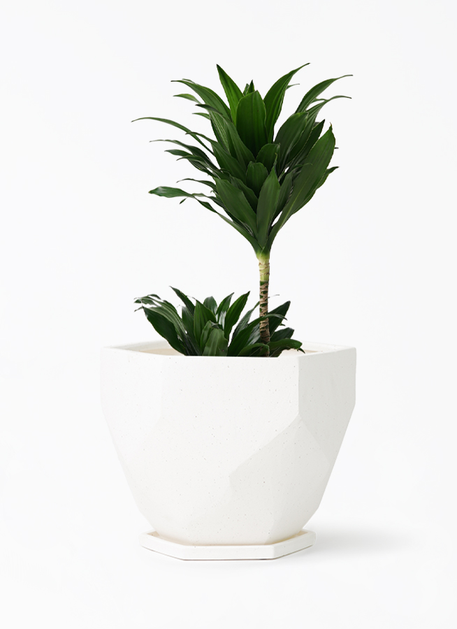 観葉植物 ドラセナ コンパクター 6号 Ceramic Pot (セラミック) 付き