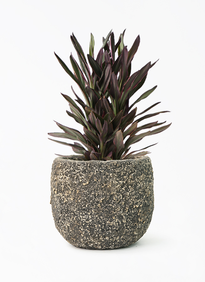 希少　コルジリネ　サンゴ　陶器鉢　植え込み発送 観葉植物 コルジリネ サンゴ 希少 コルジリネ サンゴ 陶器鉢 植え込み発送