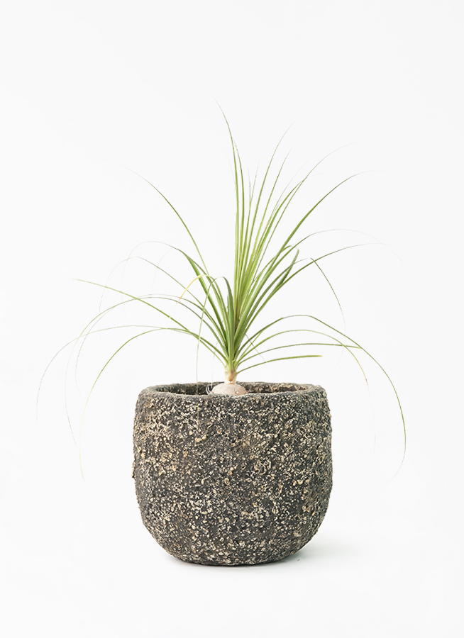 【27.5cm】アディダス ランニングシューズ アディゼロ ボストン 12 M 山採りを鉢植え。清々しいアオモジ。