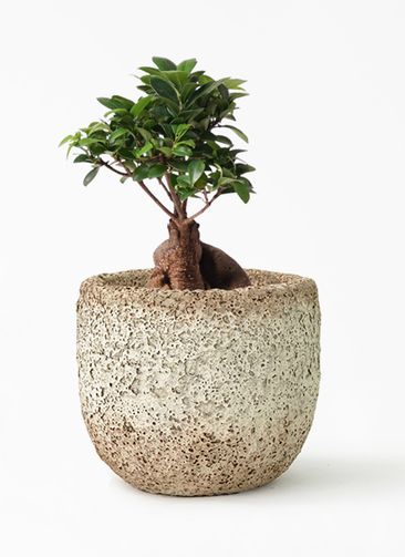 ガジュマル さま ガジュマル S | 観葉植物の通販 AND PLANTS (アンドプランツ)