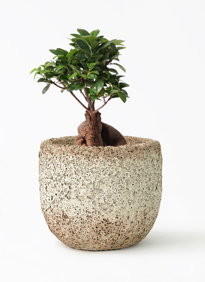 ガジュマル　ぴーすけ 観葉植物 ガジュマル 6号 プラスチック鉢 | 観葉植物ならHitoHana(ひと