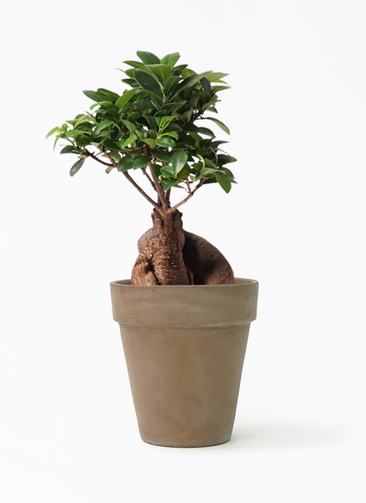 ガジュマル 観葉植物 ガジュマル 6号 股仕立て アルトポット カプチーノM 22cm