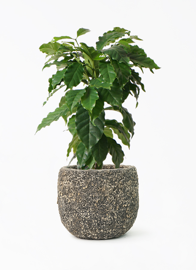 コーヒーの木 6号 | 観葉植物 | 送料無料でお届け - Hitohana（ひとはな）