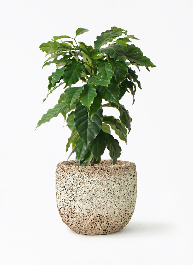 【大型】コーヒーの木・8号鉢9/6画像追加約110cm 大型美品】コーヒーの木・8号鉢9/6画像追加約110cm 観葉