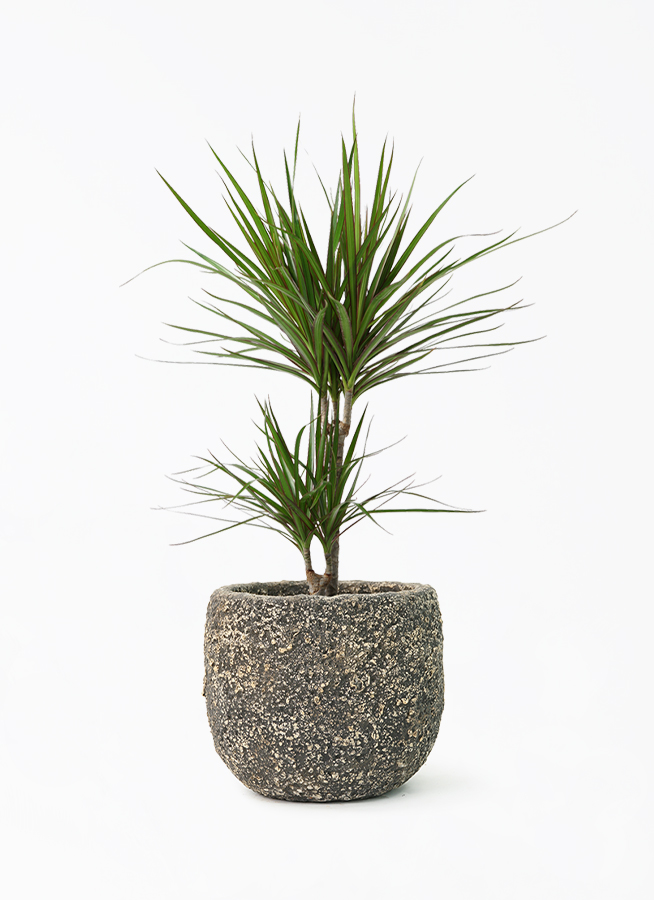 concinna-604_1.jpg?1677461378