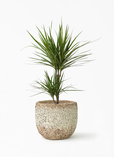 concinna-605_1.jpg?1677461381