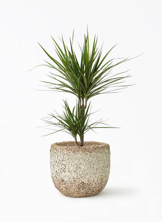 観葉植物 ドラセナ コンシンネ 6号 Coral Pot (コーラルポット