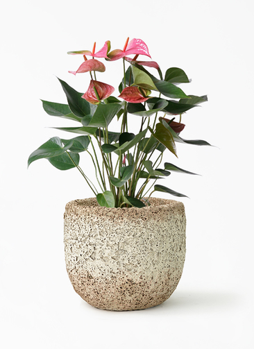 アンスリウム　スコーピオン アンスリウム ブラックウィドウ × スコーピオン | BA PLants