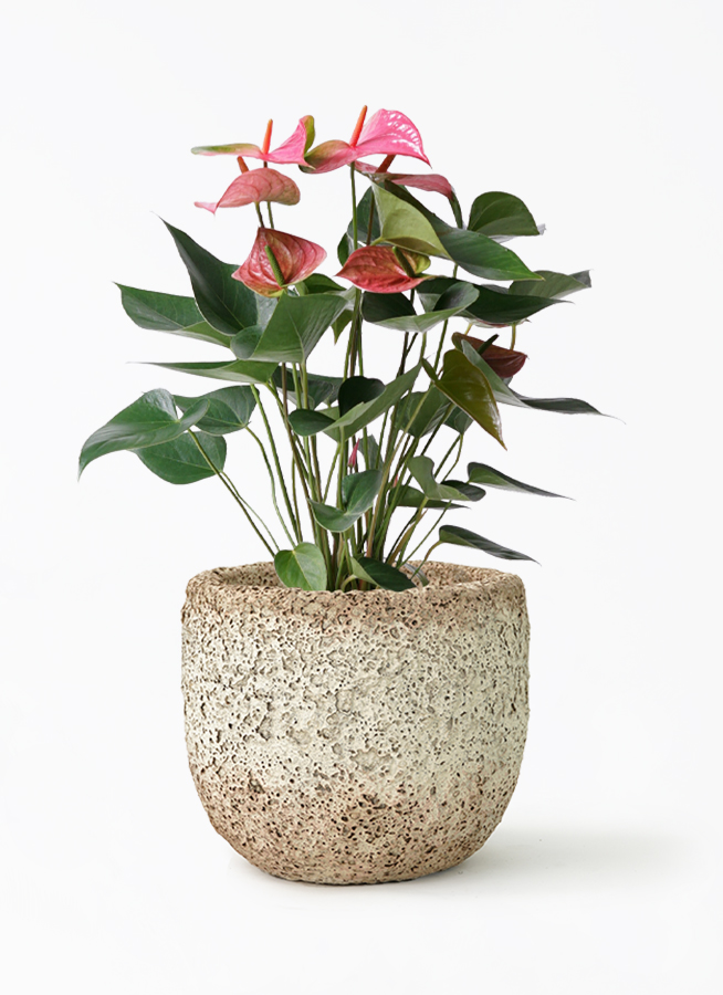 観葉植物 アンスリウム 6号 ピンクチャンピオン Coral Pot