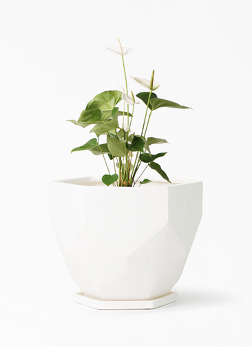 観葉植物 アンスリウム 6号 スミ Ceramic(セラミック) 付き