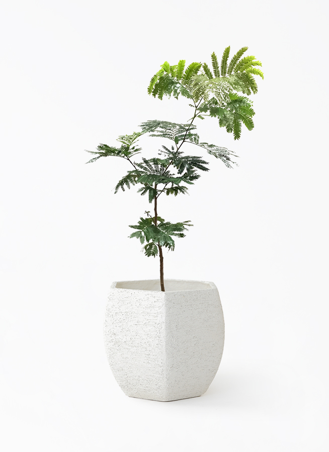 エバーフレッシュ 曲がり 鉢植え 観葉植物 化粧石 美品 限定 観葉植物 エバーフレッシュ 7号 ボサ造り Eco Stone（エコストーン