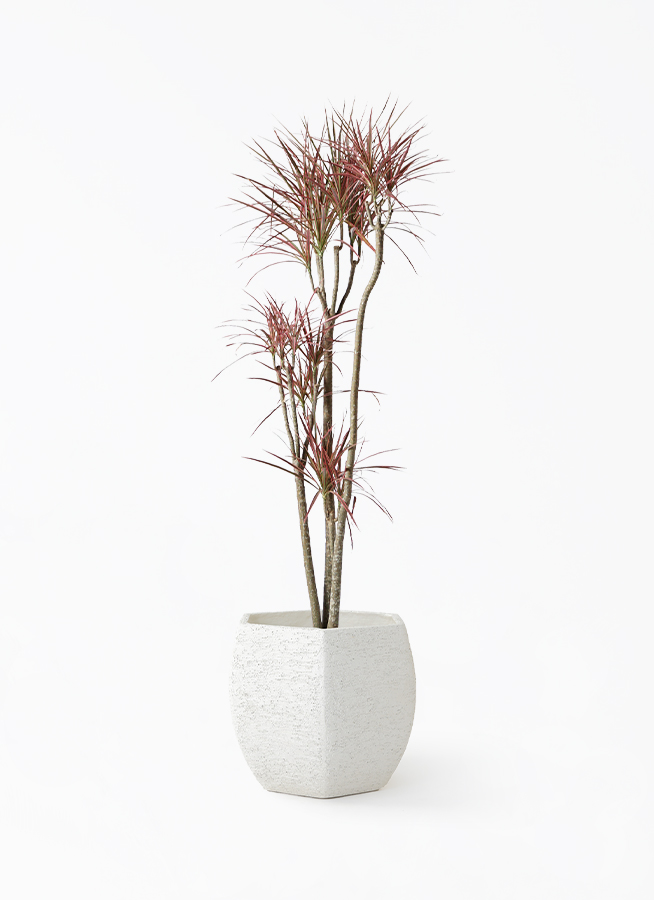 ドラセナ コンシンネ レインボー 8号 | 観葉植物通販HitoHana(ひとはな)