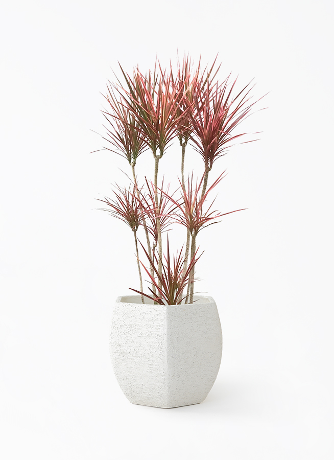 観葉植物 ドラセナ コンシンネ スカーレットアイビス 8号 寄せ Eco