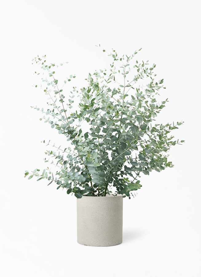 ユーカリ 斑入り　７号鉢つき　激レア❗ 観葉植物 ユーカリ 7号 グニー プラスチック鉢 | 観葉植物ならHitoHana