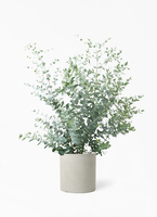 eucalyptus-gunnii-511_1.jpg?