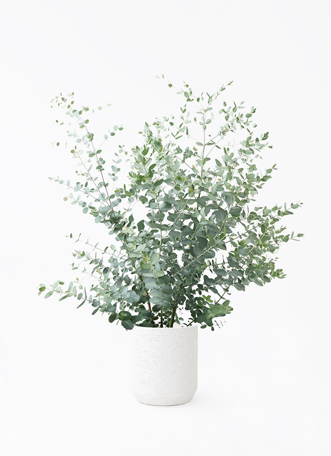 sara33 植物の発送は6/13~です　グレー 観葉植物 ユーカリ 7号 グニー Eco Stone（エコストーン