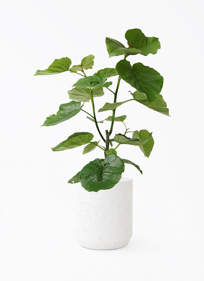 観葉植物 フィカス ウンベラータ 7号 ノーマル プラスチック鉢 | 観葉