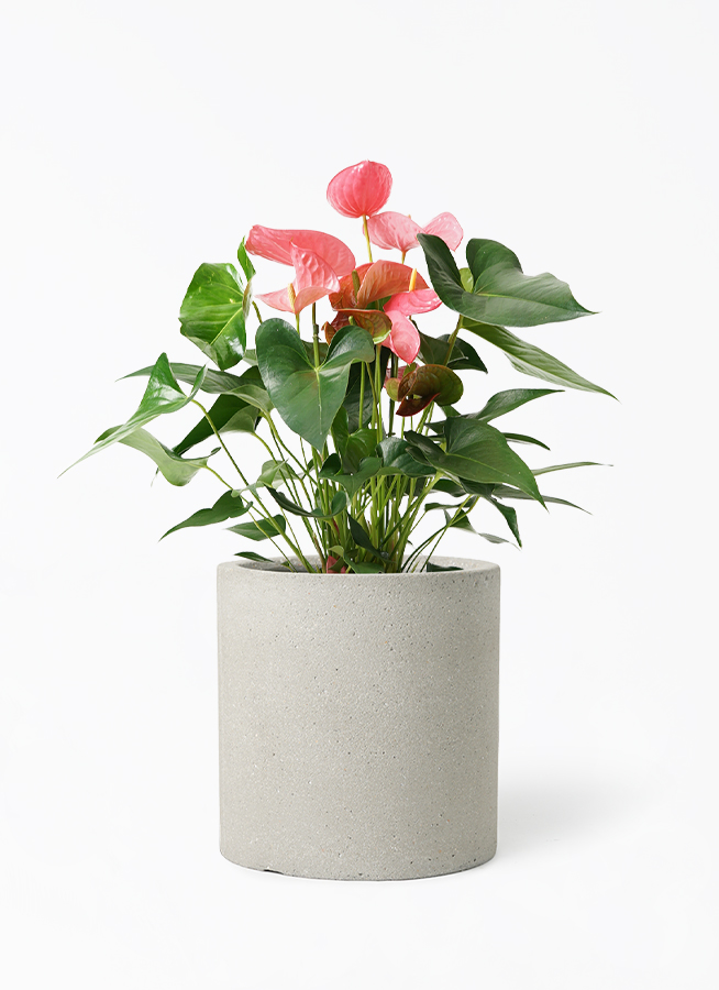 観葉植物 アンスリウム 7号 ピンク プラスチック鉢 | 観葉植物