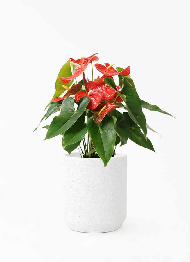 観葉植物 アンスリウム 7号 レッド プラスチック鉢 | 観葉植物