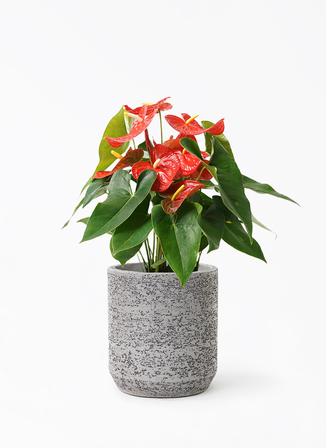 観葉植物 アンスリウム 7号 レッド テラアストラ リゲル 赤茶色 付き
