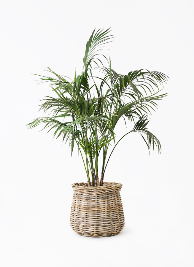 ケンチャヤシ 10号 | 観葉植物の通販ならHitoHana（ひとはな）