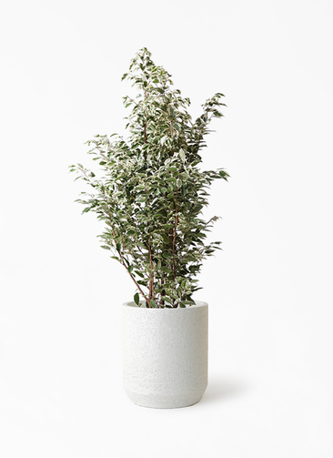 ficus-benjamina-1070_1.jpg?