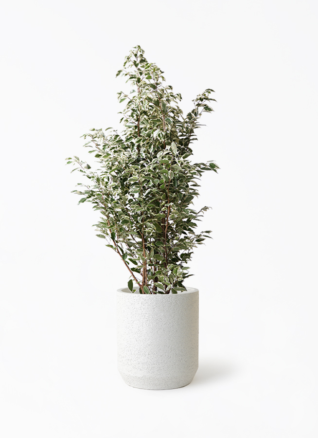 ficus-benjamina-1070_1.jpg?