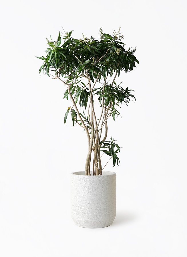 ドラセナ ソング オブ ジャマイカ | 観葉植物 | インテリアやギフトに