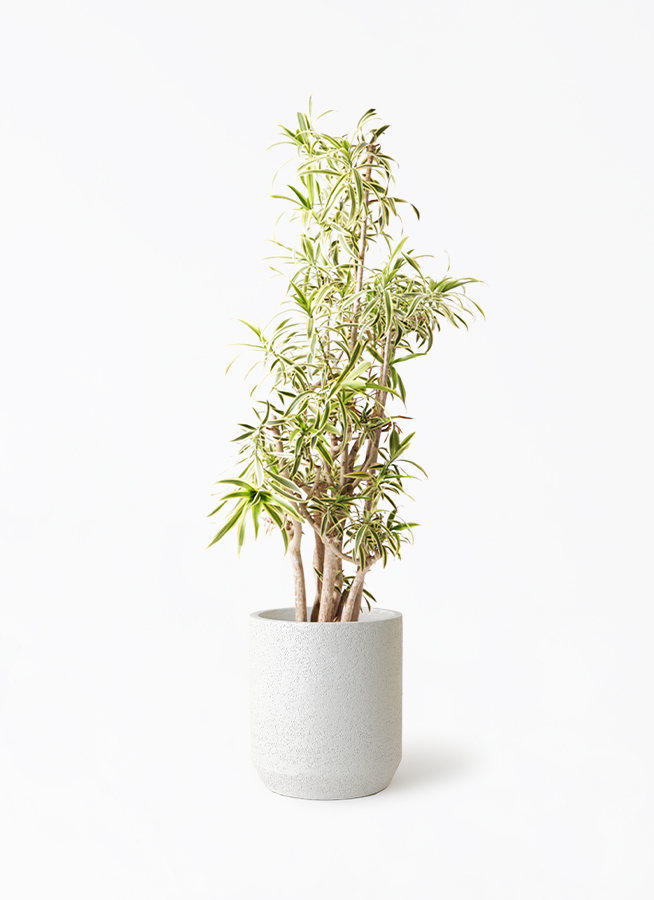 ソング オブ インディア 10号 | 観葉植物通販HitoHana(ひとはな)