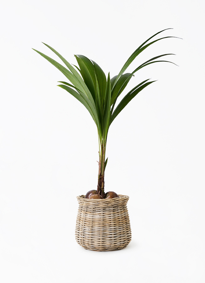 ココヤシ | 観葉植物の通販ならHitoHana（ひとはな）