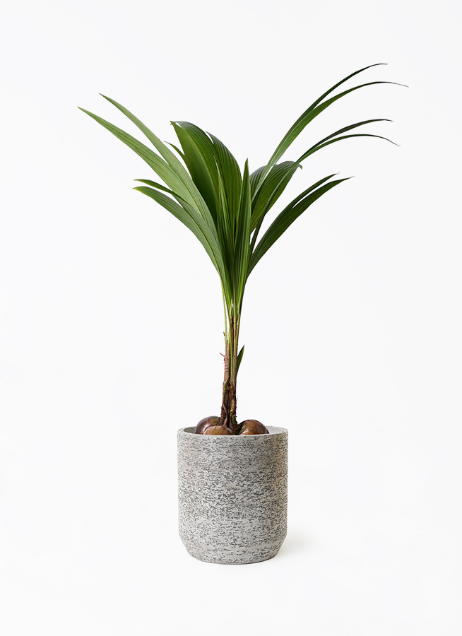 coconut-190_1.jpg?1677468554