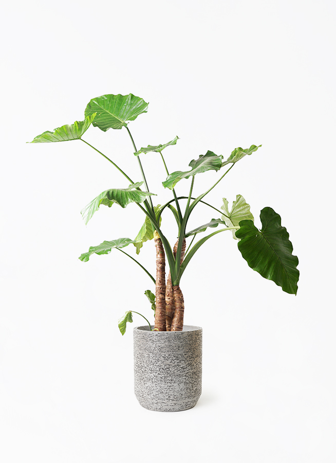 アロカシア・ロコ 10 本セット アロカシア 10号 | 観葉植物の通販ならHitoHana（ひとはな）