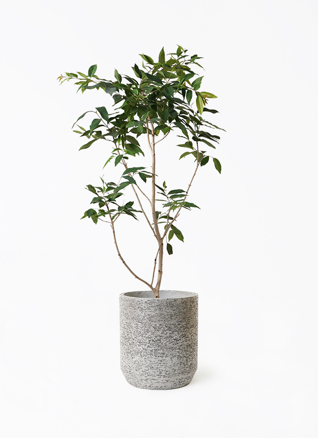 現品　アマゾンオリーブ　30番　オリーブ　観葉植物　希少　インテリアグリーン 在庫］【希少】アマゾンオリーブ 観葉植物 レア 珍しい 室内 プラ鉢