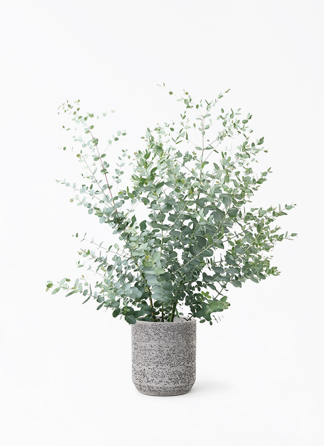 観葉植物 ユーカリ 7号 グニー FiberCray（ファイバークレイ） white