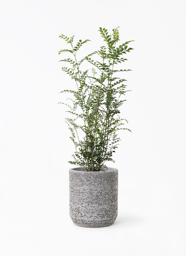 シマトネリコ 7号 | 観葉植物の通販ならHitoHana（ひとはな）
