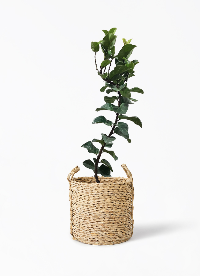 カシワバゴムの木 バンビーノ | 観葉植物通販HitoHana(ひとはな)