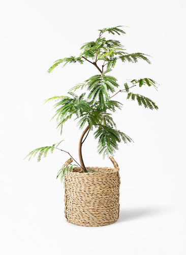エバーフレッシュ⭐️曲がり⭐️観葉植物 観葉植物 エバーフレッシュ 8号 曲り LushBasket(ラッシュバスケット