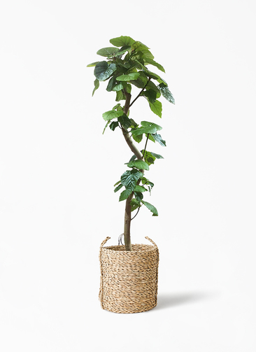 ficus-umbellata-651_1.jpg?
