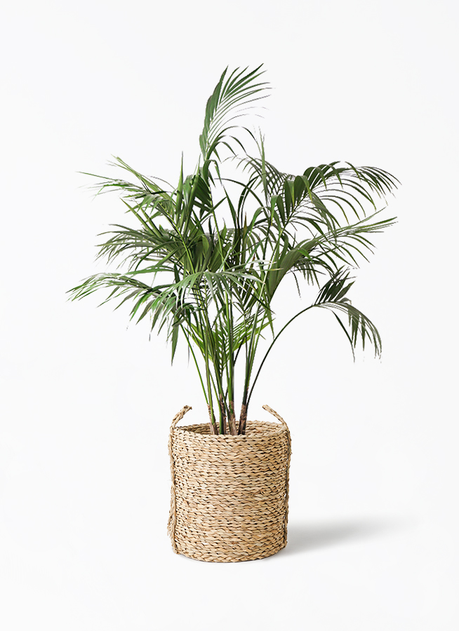ケンチャヤシ 10号 | 観葉植物の通販ならHitoHana（ひとはな）