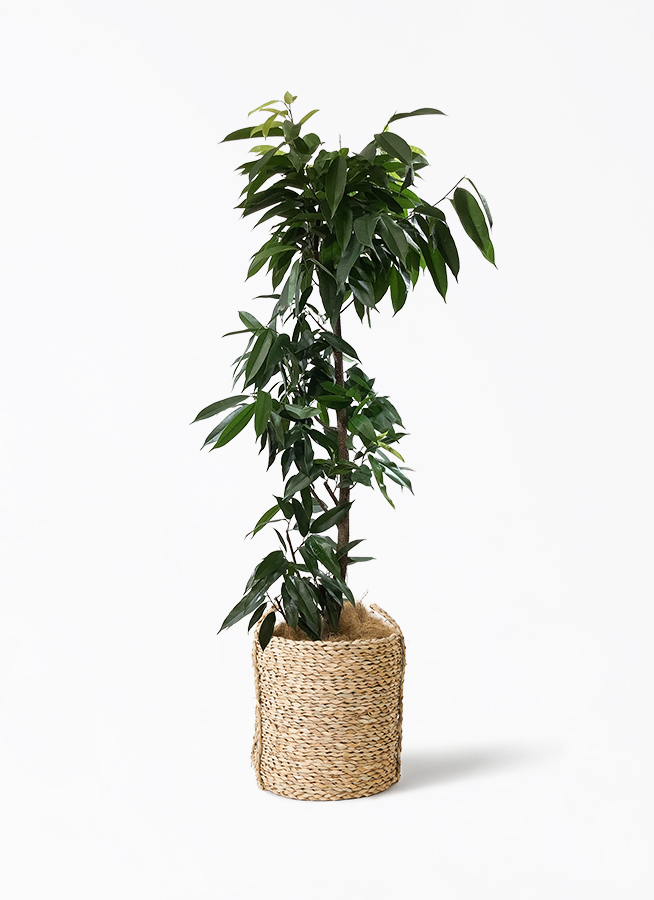 ficus-amsterdam-king-66_1.jpg?