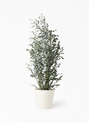 eucalyptus-gunnii-349_1.jpg?