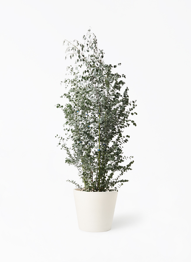 観葉植物 ユーカリ 10号 グニー ポリッシュ コニック クリーム 付き