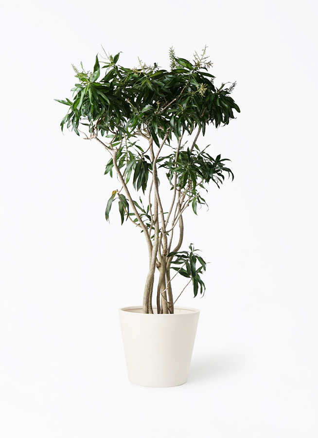 ドラセナ ソング オブ ジャマイカ 10号 | 観葉植物 | インテリアや