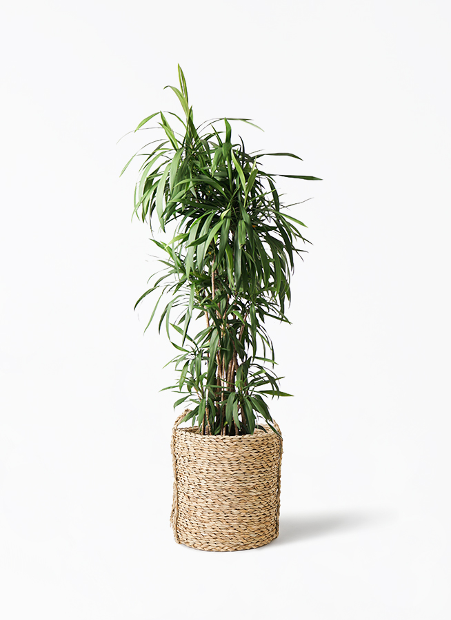 コルディリネ (コルジリネ) ストリクタ | 観葉植物通販HitoHana