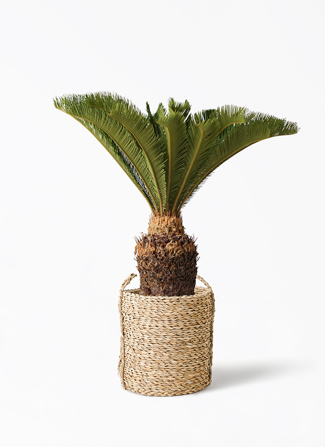 観葉植物 ソテツ 10号 LushBasket(ラッシュバスケット) 付き | 観葉