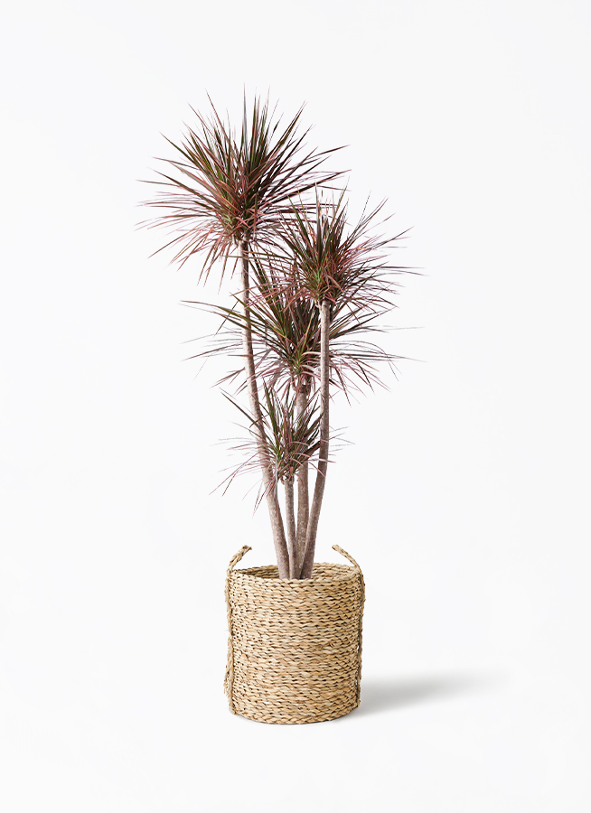 専用‼️ドラセナ・コンシンネ・レインボー(長物)苗木100本 専用‼️ドラセナ・コンシンネ・レインボー(長物)苗木100本