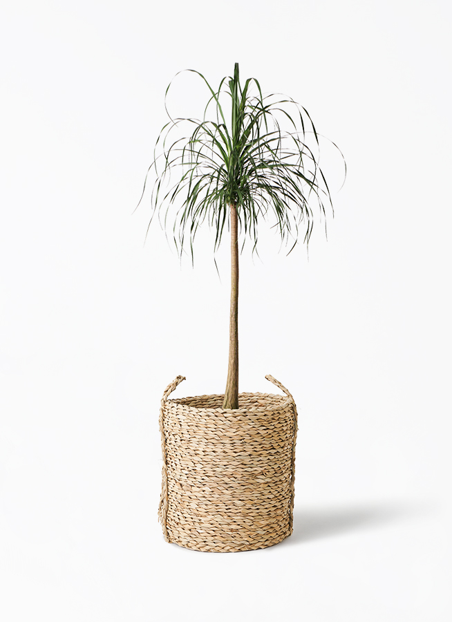 トックリラン１０号鉢 トックリラン 10号 | 観葉植物通販HitoHana(ひとはな)