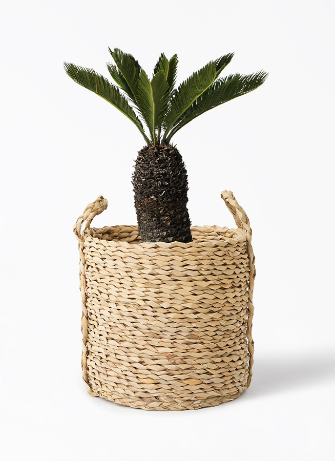 cycas-revoluta-274_1.jpg?