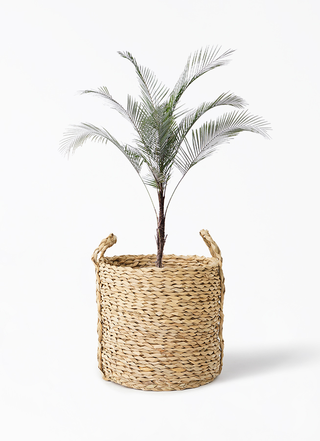 観葉植物 ヒメココス 8号 LushBasket(ラッシュバスケット) 付き | 観葉