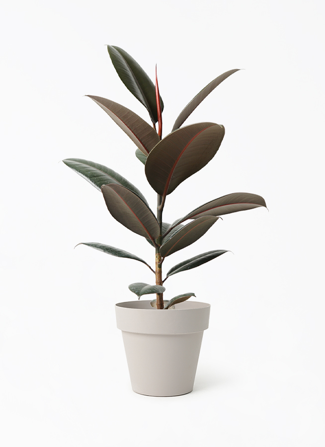 観葉植物 フィカス バーガンディ 5号 ノーマル ベラ ピンクパープル